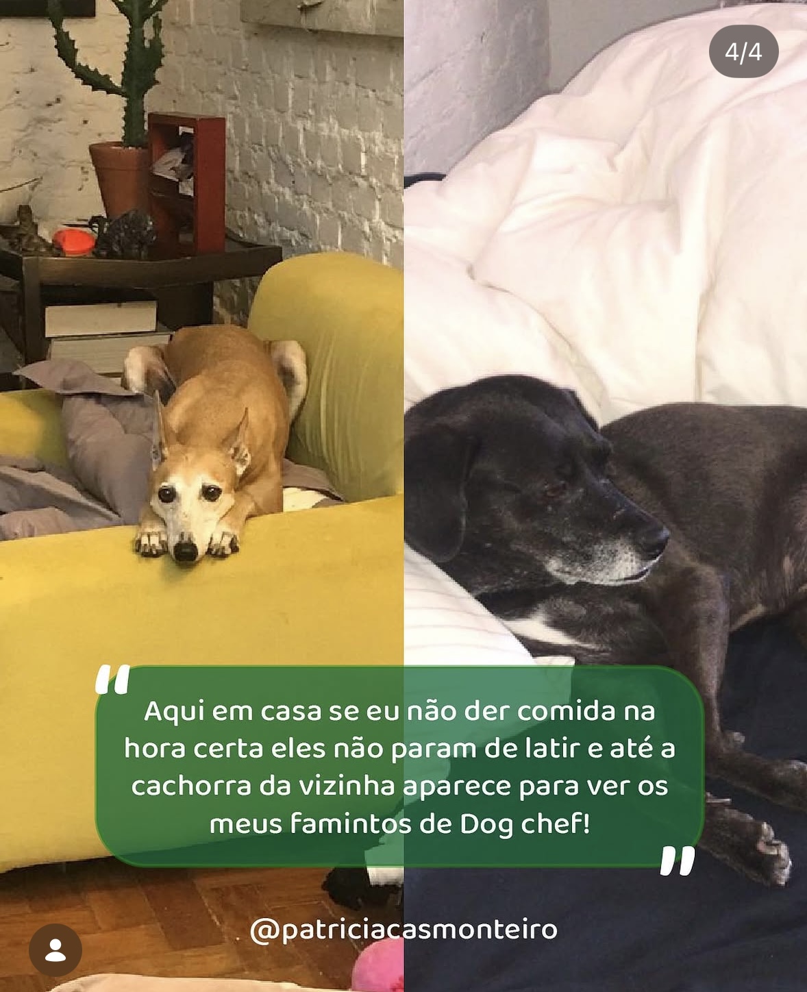 Relato real de tutora da DogChef com seus cães em casa