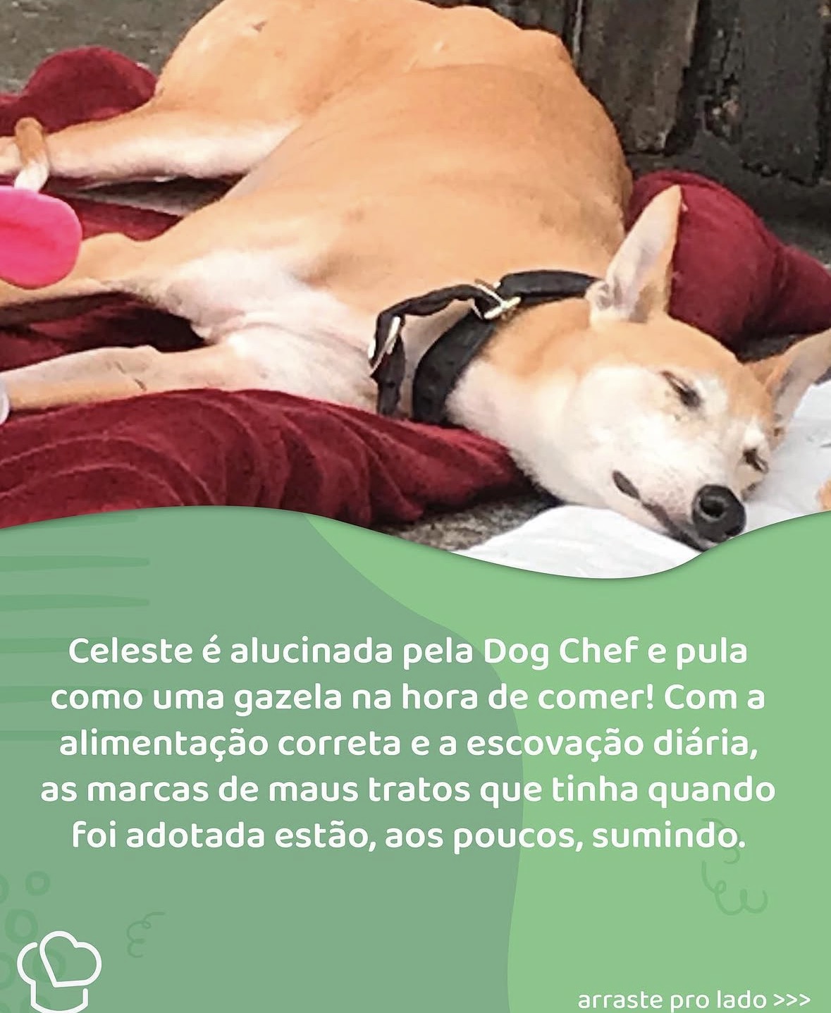 Relato real sobre a cadela Celeste e sua rotina com a DogChef