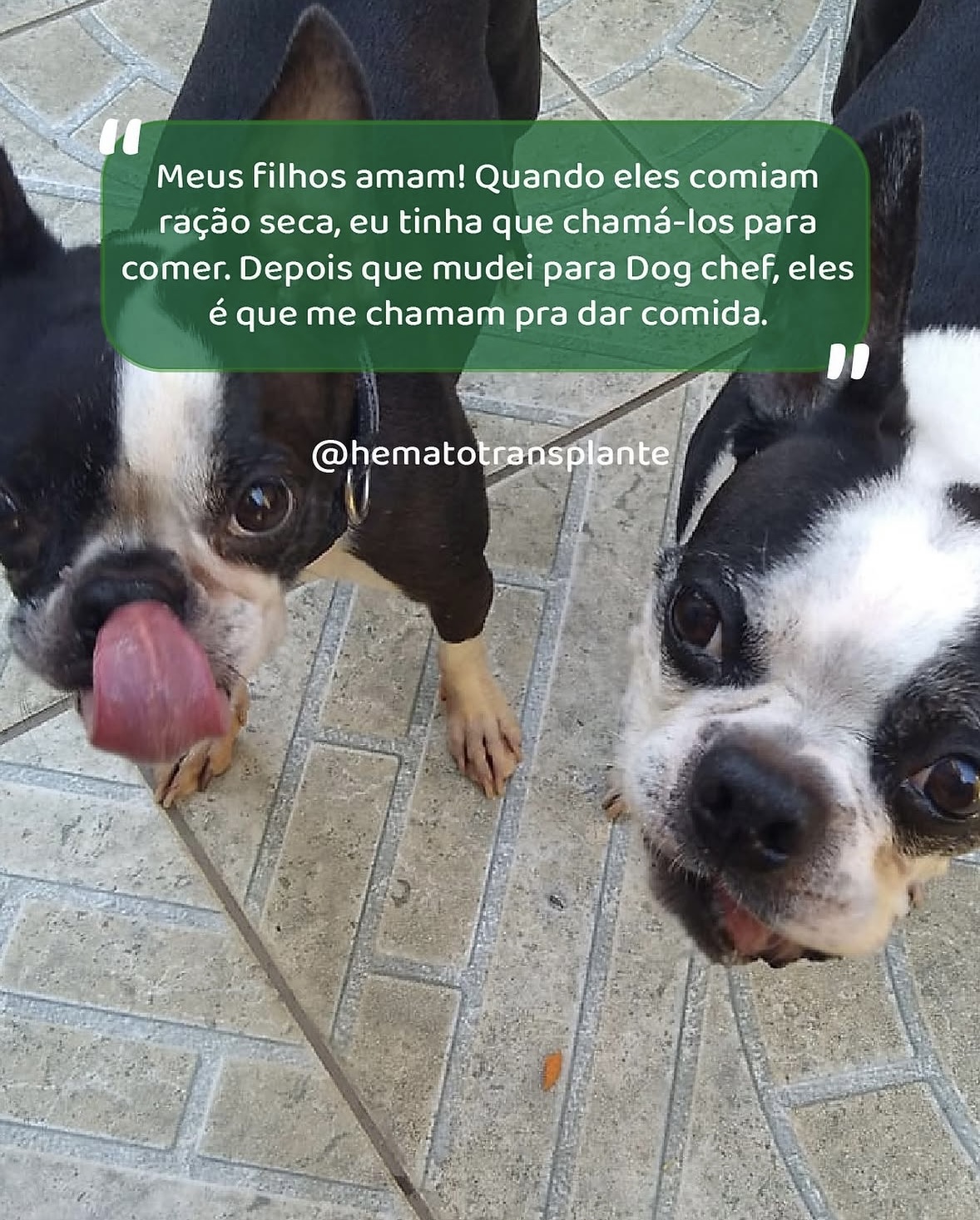 Relato real de tutora da DogChef com dois cães
